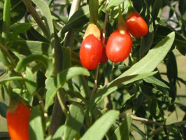 Goji Berry
